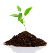 Junger grüner Spross wächst aus einem Erdklumpen auf weißem Hintergrund.