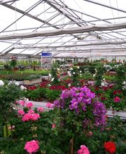 Ein großes Gewächshaus voller bunter Blumen mit reichlich grünem Laub.