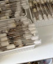 Tablett mit Reagenzgläsern voller Objekte, auf einem Regal liegend.