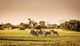 Zebras and a giraffe in a grassy savannah under a clear sky.