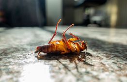 Dead cockroach lying on its back on a sunlit marble floor.