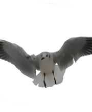 Ferienobjekt Kuhlke Logo