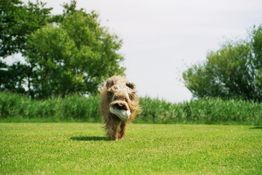 Ein Hund rennt auf einer Wiese mit einem Ball im Maul, umgeben von Bäumen.