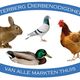 Logo met konijn, duif, eend en kip in blauwe ovale rand met tekst "Achterberg Dierbenodigdheden".