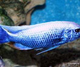 Sciaenochromis fryeri Iceberg