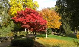 Herbstliche Parklandschaft mit roten und gelben Bäumen, grünem Gras und Sonnenlicht.