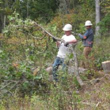 Two workers in hard hats clear branches in a wooded area.
