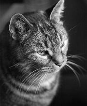 Tierfotografie