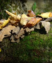 Blätterfall im Herbst
