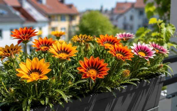 Ein Balkonkasten bepflanzt mit Sonnenstirn hängt an einem Geländer.