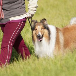 Person walking a smiling Collie dog on a leash through a grassy field.