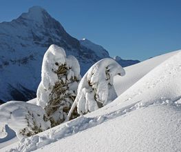 Verschneite Berglandschaft mit schneebedeckten Bäumen und klarer Sicht auf bewaldete Berge.