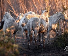 Weiße Pferde im Sonnenlicht, umgeben von Büschen auf einem Naturpfad.