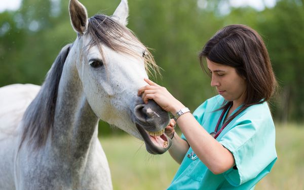 Tierärztin untersucht die Zähne eines weißen Pferdes