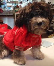 Sammy der Ladenhüter