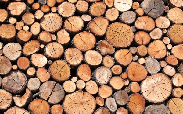 Holzstämme nebeneinander