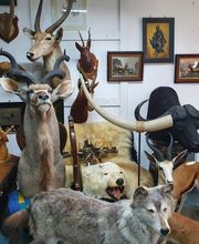 Jagdtrophäen ankauf deutschlandweit