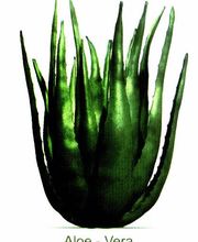 Aloe Vera & Naturprodukte Logo