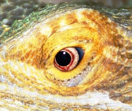 Das Auge der Echse