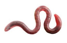 Een roze regenworm kronkelt op een witte achtergrond.