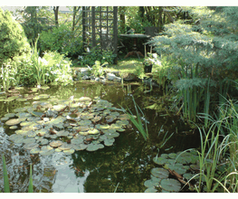 Gartenteich mit vielen Fischen