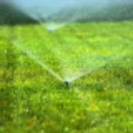 A sprinkler waters a lush green lawn on a sunny day.