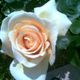 Rosa in fiore dai petali color pesca e crema, circondata da foglie verdi.