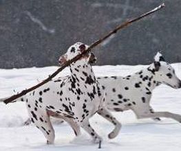 ...Hundeschule!