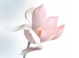 Zartrosa Magnolienblüte auf weißem Hintergrund, künstlerisch inszeniert.
