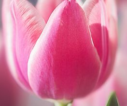 Tulipano rosa in primo piano con sfondo sfocato.