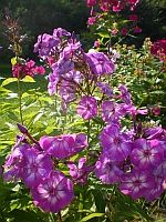 Lila Phloxblüten im Sonnenlicht, umgeben von grünem Laub und weiteren Blüten im Hintergrund.