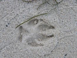 Tierspur im Sand mit einem Zweig daneben, deutliche Krallenabdrücke sind erkennbar.