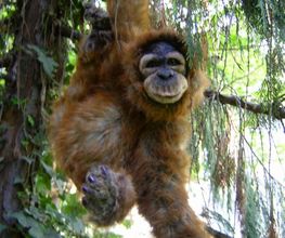 Orangutan LANI