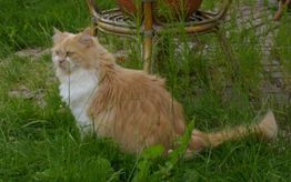 Fluffy rote Katze sitzt im Gras neben einem Korbstuhl, umgeben von grüner Vegetation.