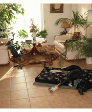 Drei Hunde zu Füßen