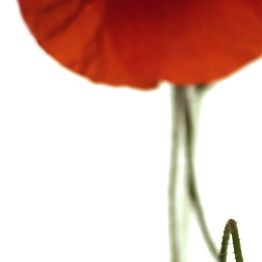 Rote Blume mit grünen Stielen und Blättern vor weißem Hintergrund, Nahaufnahme.