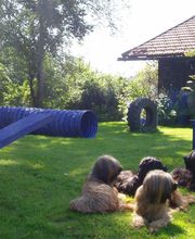 Hundearbeit in ruhiger und entspannter Atmosphäre!