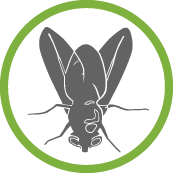 Graue Fliege im runden, grünen Rahmen. Draufsicht auf Insektenskizze.