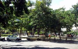 Rua arborizada com carros estacionados ao lado de uma praça cheia de árvores e bancos.