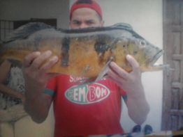 Homem segurando peixe grande com camiseta vermelha e boné. Peixe tem cor amarelada e listras pretas.