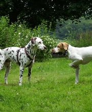 Hundebegegnung im Grünen