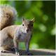 A squirrel stands alert on a ledge with a blurred green background.