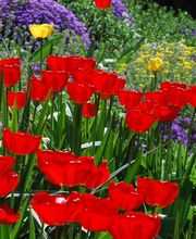 Warmbronner Tulpenfrühling