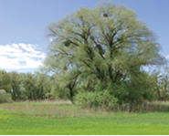 Großer Baum auf einer grünen Wiese unter klarem Himmel.