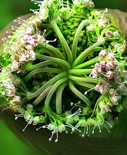 kinesiologie&coaching Logo