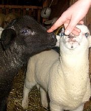 Schäfchen zum Streicheln