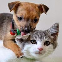 Puppy licking a calm kitten while cuddling on a light background.