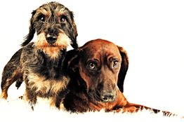 Zwei Hunde, ein Dackel und ein brauner Hund, liegen auf einem weißen Hintergrund nebeneinander.