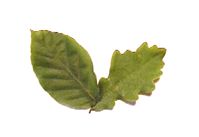 Zwei grüne Blätter auf weißem Hintergrund, eines gezackt, das andere glatt.