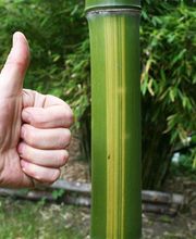 Bambus - Wuchshöhe bis 10 Meter